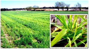 Copper phytotoxicity symptoms in the form of iron chlorosis in durum wheat © INRA, A. Michaud and M. Bravin